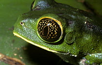 Trinidad leaf frog (Phyllomedusa trinitatis), considered by some to be the same species as Phyllomedusa tarsius. Close-up of male's eye at night, Trinidad