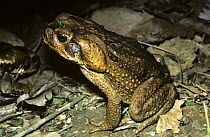 Giant / marine cane toad (Bufo marinus) at night with swollen poison glands behind the eyes, Trinidad