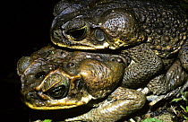 Giant / marine cane toads (Bufo marinus) pair in amplexus at night, with swollen poison glands behind the eyes, Trinidad