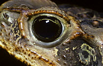 Giant / marine cane toad (Bufo marinus) at night, with the pupil of the eye dilated, Trinidad