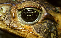 Giant / marine cane toad (Bufo marinus) at night, with the pupil of the eye constricted, Trinidad