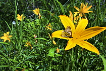 Butterfly on yellow lillies at Changbai Shan Nature reserve, North-east China. July 2006, BBC Wild China series