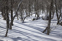 Wintery forest in Changbai Shan Nature reserve, North-east China. January 2007, BBC "Wild China" series