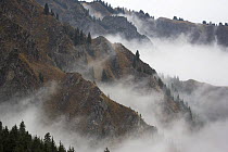 Mist shrouds the Tian Shan (Heavenly Mountains) in Xinjiang Province, North-west China. September 2006, BBC ^Wild China^ series