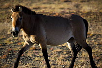 Przewalski's Horse (Equus ferus przewalski) in Kalamaili National park, Xinjiang Province, North-west China. The horses have been re-released after a captive breeding programme. September 2006, BBC "W...