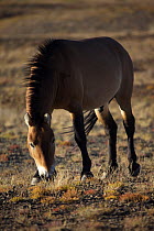 Male Przewalski's Horse (Equus ferus przewalski) in Kalamaili National park, Xinjiang Province, North-west China. The horses have been re-released after a captive breeding programme. September 2006, B...