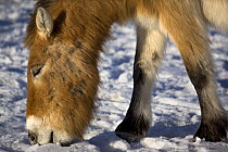 Przewalski's Horse (Equus ferus przewalski) eating snow in Kalamaili National Park, Xinjiang Province, North-west China. The horses have been re-released after a captive breeding programme, but spend...