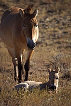Przewalski's Horse (Equus ferus przewalski) adult and foal in Kalamaili National Park, Xinjiang Province, North-west China. The horses have been re-released after a captive breeding programme. Septemb...