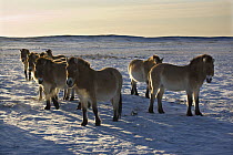 Przewalski's Horses (Equus ferus przewalski) in winter, Kalamaili National Park, Xinjiang Province, North-west China. The horses have been re-released after a captive breeding programme, but spend the...