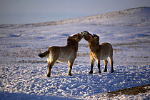 Two Przewalski's Horses (Equus ferus przewalski) interacting. Kalamaili National Park, Xinjiang Province, North-west China. The horses have been re-released after a captive breeding programme, but spe...
