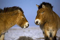 Two Przewalski's Horses (Equus ferus przewalski) in winter. Kalamaili National Park, Xinjiang Province, North-west China. The horses have been re-released after a captive breeding programme, but spend...