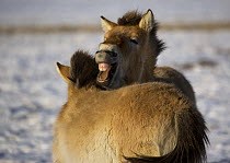 Two Przewalski's Horses (Equus ferus przewalski) interacting. Kalamaili National Park, Xinjiang Province, North-west China. The horses have been re-released after a captive breeding programme, but spe...