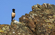 Rose coloured Starling (Sturnus roseus) on a rock, Xinjiang Province, North-west China. June 2006, BBC "Wild China" series
