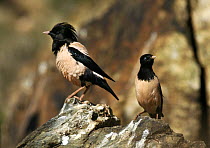 Two Rose coloured Starlings (Sturnus roseus) on a rock, Xinjiang Province, North-west China. June 2006, BBC "Wild China" series