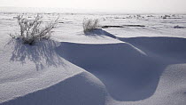 Snow drifts and Saxaul trees (Haloxylon sp) in the Western Chinese desert. Junggar Basin, Xinjiang Province, North-west China. February 2007, BBC "Wild China" series