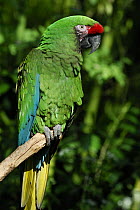 Military macaw (Ara militaris) perched on branch, tropical forest habitat, captive, Central America