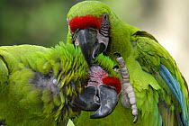 Pair of Great Green / Buffon's Macaws (Ara ambigua) mutual preening, Costa Rica