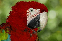 Green-winged Macaw / Red-and-green Macaw (Ara chloroptera) captive, Central America
