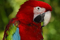 Green-winged Macaw / Red-and-green Macaw (Ara chloroptera) captive, Central America