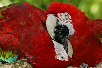 Pair of Green-winged Macaw / Red-and-green Macaw (Ara chloroptera) mutual preening, captive, Central America