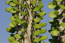 Alluaudia procera trunk showing leaves growing direct from trunk, Southern Madagascar