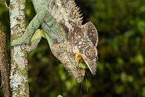 Spiny or Warty Chameleon (Furcifer / Chamaeleo verrucosus) eating grasshopper, Southern Madagascar