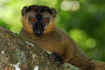 Male Collared Brown Lemur (Eulemur fulvus collaris), Nahampoana reserve, Southern Madagascar