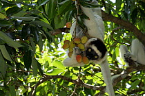 Verreaux's Sifaka (Propithecus verreauxi) eating litchi fruits in tree, Nahampoana reserve, Southern Madagascar