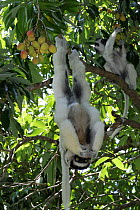 Verreaux's Sifaka (Propithecus verreauxi) hanging from tree branch eating litchi fruits, Nahampoana reserve, South Madagascar