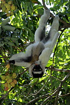 Verreaux's Sifaka (Propithecus verreauxi) hanging from tree branch eating litchi fruits, Nahampoana reserve, Madagascar South