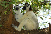 Female Verreaux's Sifaka (Propithecus verreauxi) supporting young on tree, dry forest of Berenty reserve, South Madagascar