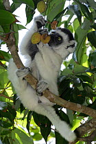Young Verreaux's Sifaka (Propithecus verreauxi) eating litchi fruits, Nahampoana reserve, Madagascar South