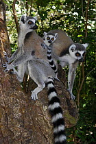 Family of Ring-tailed Lemurs (Lemur catta), Nahampoana reserve, South Madagascar