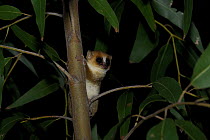 Lesser / Grey mouse lemur (Microcebus murinus) in tree at night, Nahampoana reserve, South Madagascar