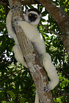 Verreaux's Sifaka (Propithecus verreauxi) climbing tree, Nahampoana reserve, South Madagascar