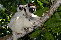Female Verreaux's Sifaka (Propithecus verreauxi),  on branch carrying young on her back, Nahampoana reserve, South Madagascar
