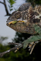 Warty / Spiny Chameleon (Furcifer / Chamaeleo verrucosus) eating grasshopper, South Madagascar