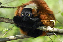 Red Ruffed Lemur (Varecia variegata ruber / rubra) curled up between branches, Masoala peninsula, East Madagascar