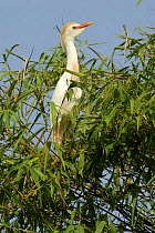 Cattle Egret (Bubulcus ibis) standing in tree, Tsarasaotra lake, Antananarivo, Madagascar