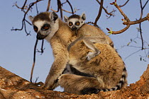 Female Ring-tailed lemur (Lemur catta) carrying young on back, dry forest of Berenty reserve, South Madagascar