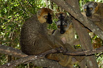 Family of hybrid Lemurs (Eulemur fulvus collaris x Eulemur fulvus rufus), dry forest of Berenty reserve, Madagascar South
