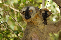 Hybrid Lemur female and young (Eulemur fulvus collaris x Eulemur fulvus rufus), dry forest of Berenty reserve, Madagascar South