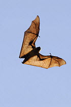 Madagascar Flying-fox / Fruit Bat (Pteropus rufus), dry forest of Berenty reserve, South Madagascar