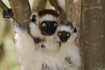 Female Verreaux's Sifaka (Propithecus verreauxi) and young, dry forest of Berenty reserve, South Madagascar