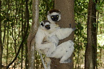 Female Verreaux's Sifaka (Propithecus verreauxi) climbing tree with young on back, dry forest of Berenty reserve, South Madagascar