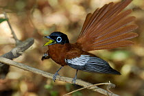 Male Madagascar paradise flycatcher (Terpsiphone mutata) singing and displaying, dry forest of Berenty reserve, Madagascar South