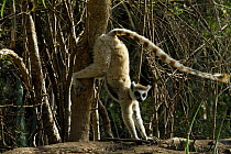 Ring-tailed Lemur (Lemur catta) scent marking territory, dry forest of Berenty reserve, South Madagascar