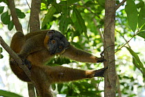 Female Collared Brown Lemur (Eulemur fulvus collaris) sitting in tree, looking down, Nahampoana reserve, South Madagascar