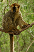 Hybrid Lemur male (Eulemur fulvus collaris x Eulemur fulvus rufus), dry forest of Berenty reserve, Madagascar South