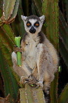 Ring-tailed Lemur (Lemur catta) eating flower of E {Euphorbia sp}, dry forest of Berenty reserve, South Madagascar